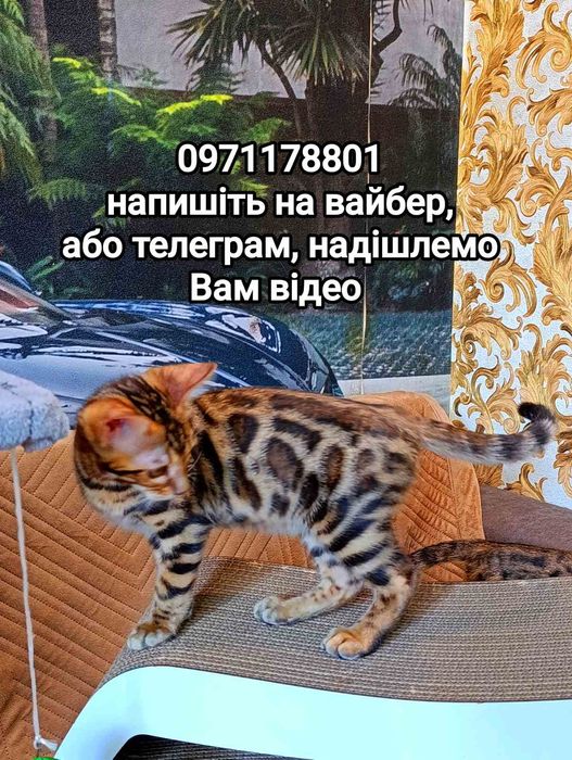 Родовід на ваше прізвище WCF.