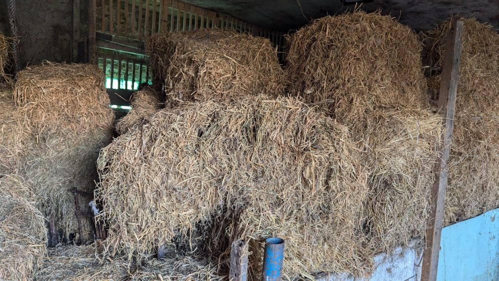 Сіно,Сено,тюки,тюкованное,рассыпное