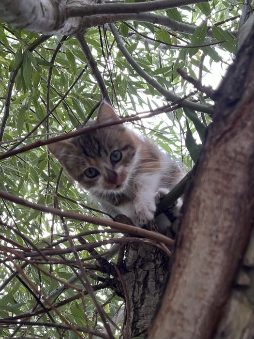 Kotki do adopcji