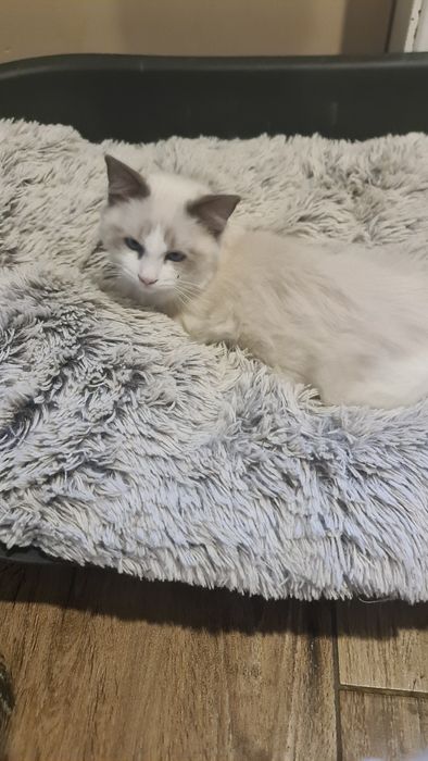 Kotka Ragdoll Dafcia