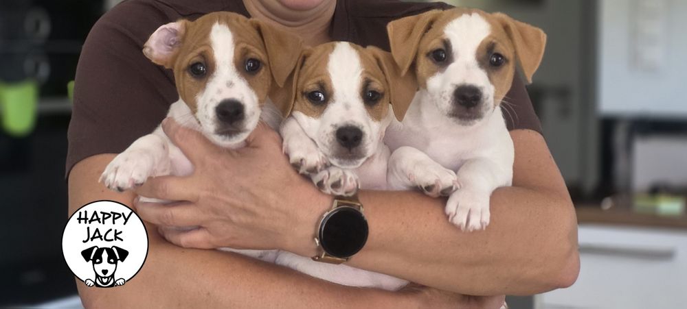 Jack Russell Terrier / piesek / gotowy do odbioru