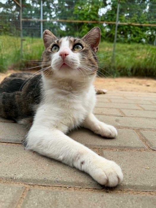 POCISK kot kocurek kochany adopcja schronisko