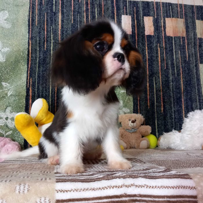 Кавалер кінг чарльз спаніель