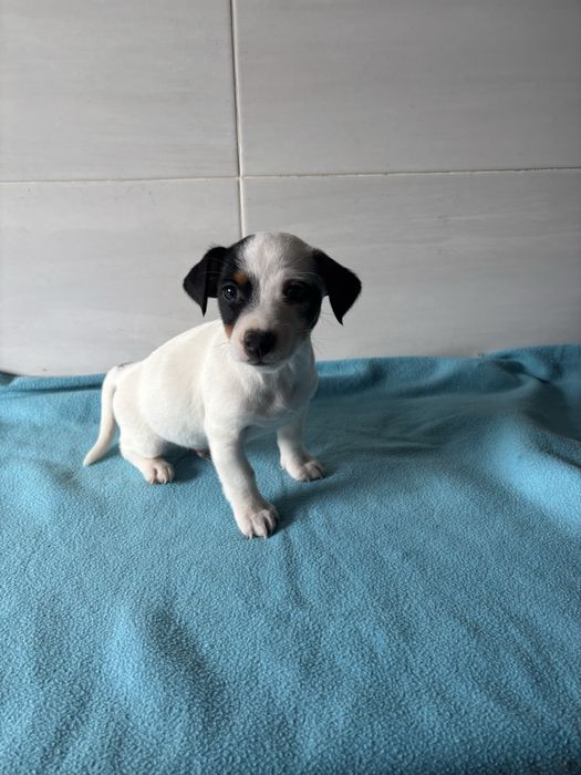 Jack Russell macho pelo curto
