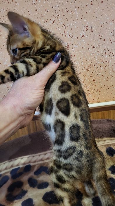 Бенгальский мальчик  wcf