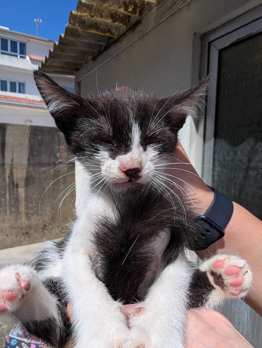 Gatinhos para adoção