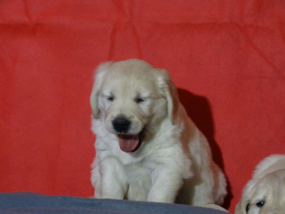 Golden retriever piesek z rodowodem