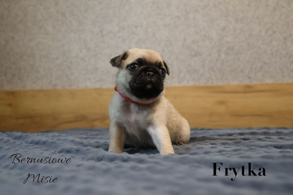Mops beżowa sunia Frytka