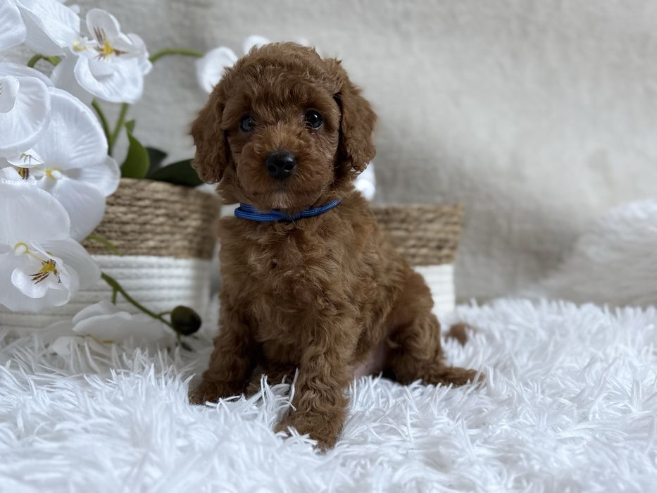 Pudel Toy/Miniatura, red, piesek , REZERWACJA