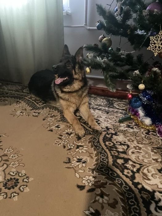 Кобель для вязки