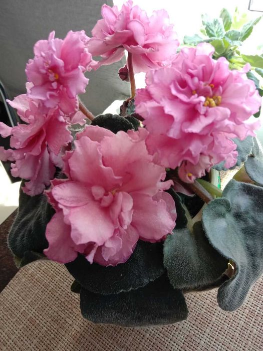 Цветущие фиалки, стартеры и листики