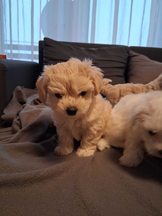 Maltipoo szczenięta