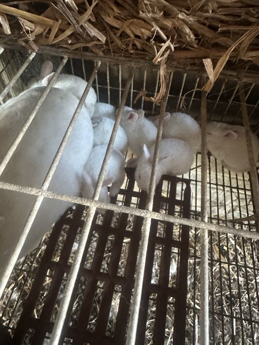 Troca de coelhos de raça
