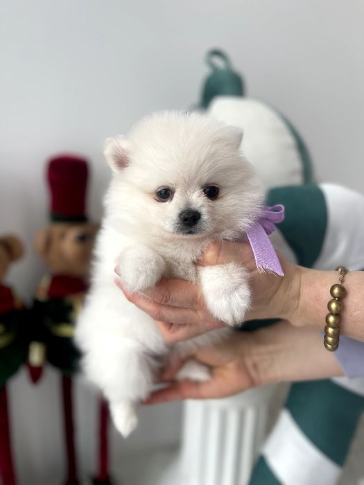 Померанські шпіци  ваш найкращий подарунок