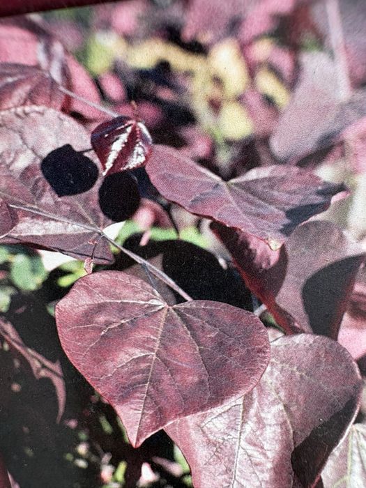 Judaszowiec (Cercis canadensis forest pansy)