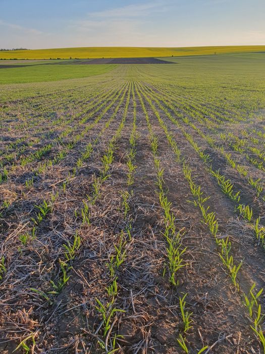 Сівалка Agrokalina KASI DMS 4.0