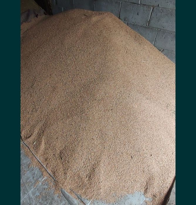 Pszenica oścista ozima