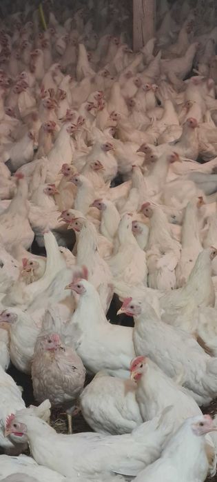 Kury nioski młode Rosa Leghorn Messa z pierwszym jajkiem. Dowóz Gratis
