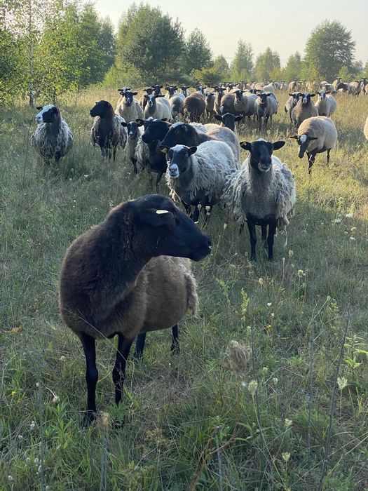 Продам М'ясо Баранина