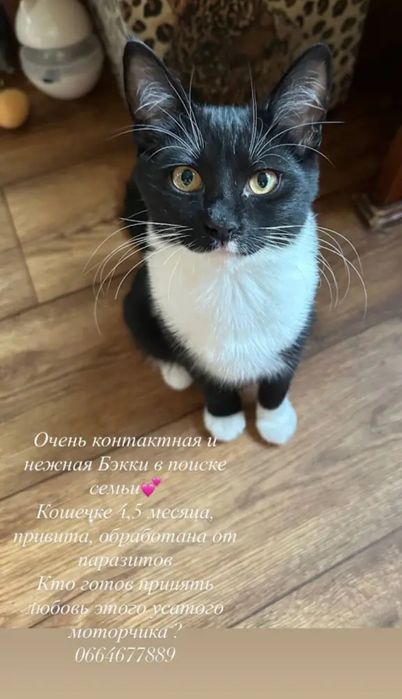 Отдам даром в добрые руки черно-белого котенка