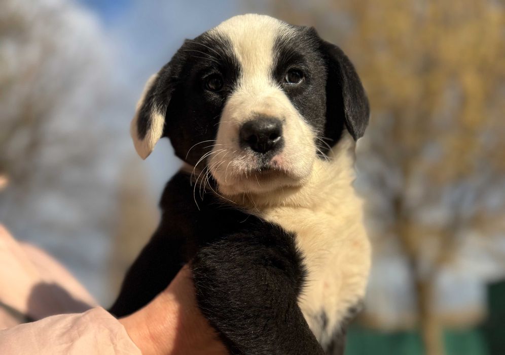 Муся - щеня-ведмежа 2 міс | смілива і весела | шукає дім