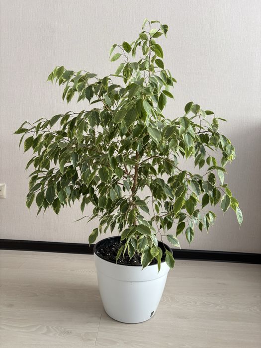 Фікус бенджаміна