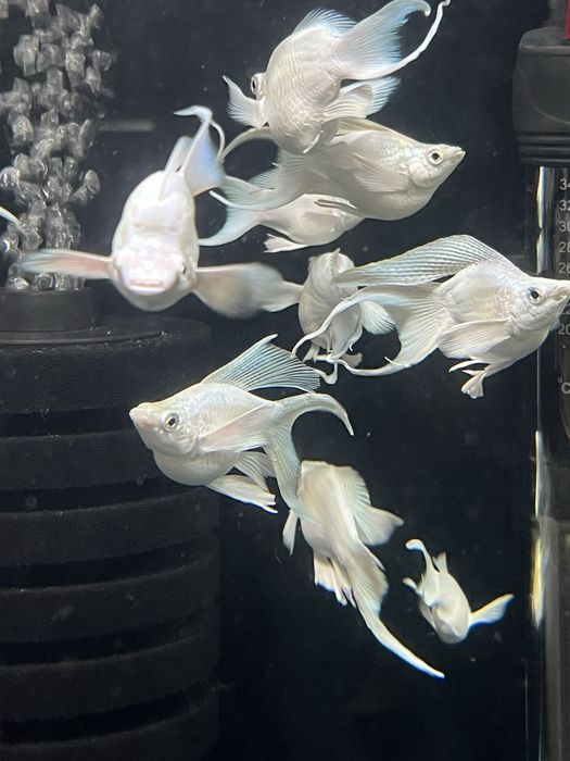 Molinezja balonowa Snow White XXL Aqualife
