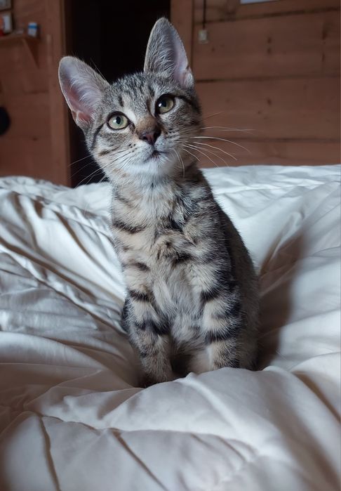 Do adopcji kotka