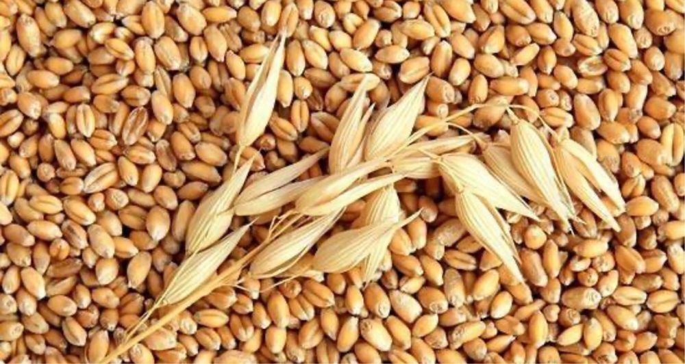 Продам овес, врожай 2026 року
