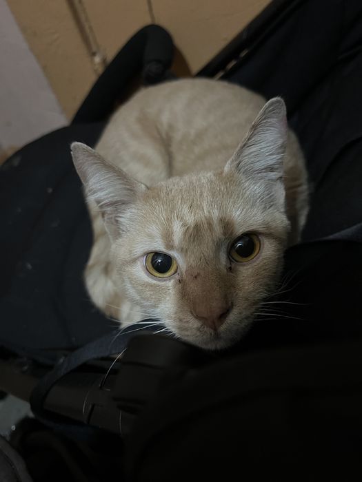 Котик ищет дом и родителей