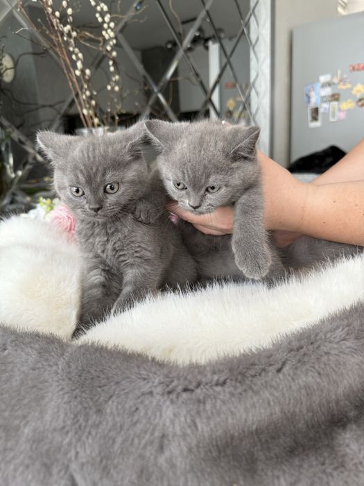 Кошенята британські прямовухі