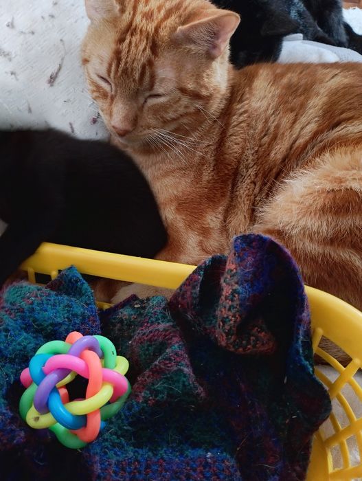 Gatinho amarelo macho para doar