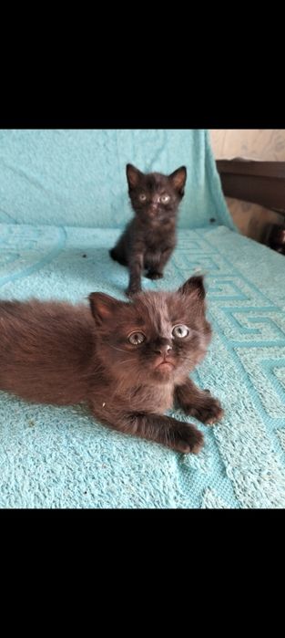 Маленькі кошенята в руки