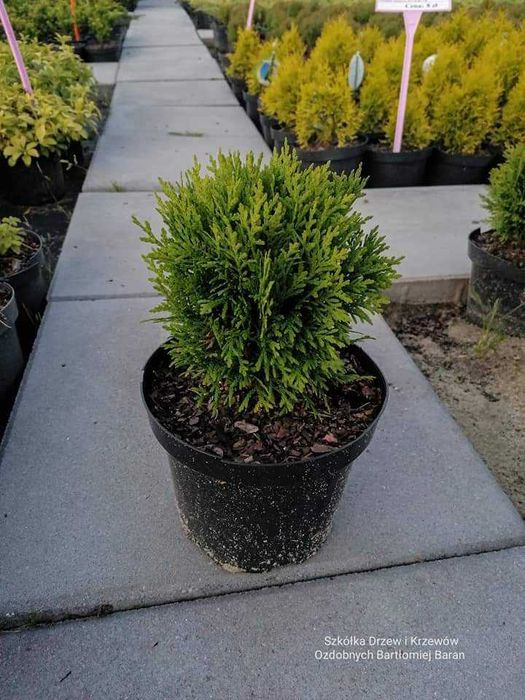 Thuja Danica kulka kula