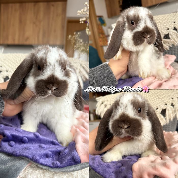 Mini lop! Rasowe króliczki z hodowli