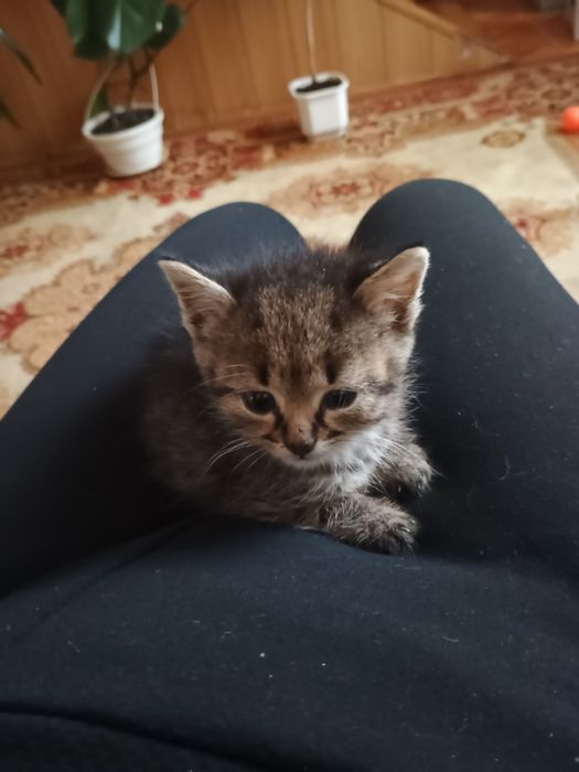Отдам котенка в добрые руки