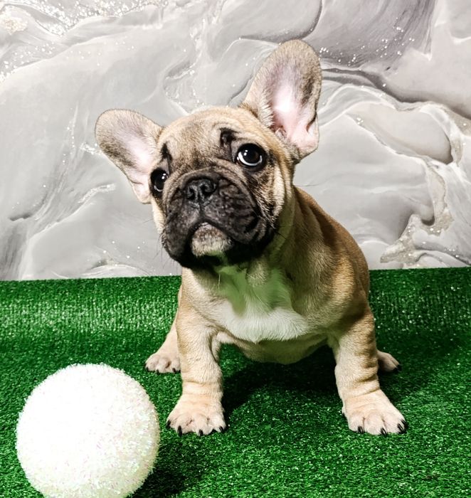 Хрюшки французские