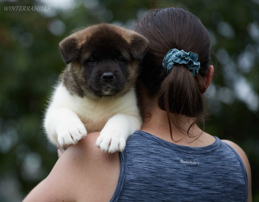 Неймовірні ведмедики ~ Американська Акіта ! Американская Акита КСУ