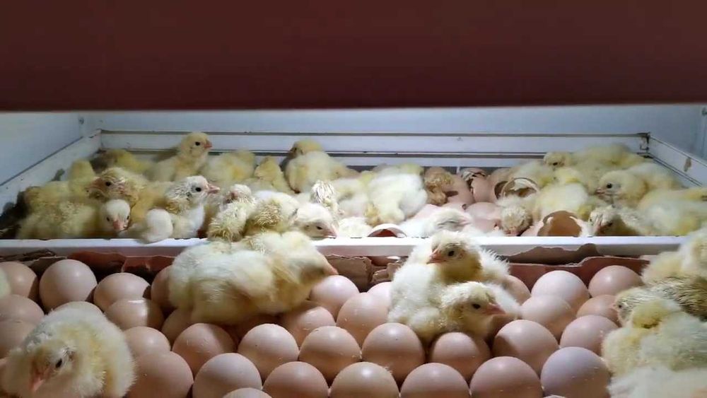 Продаем Инкубатор НЕСТ-500 б/у