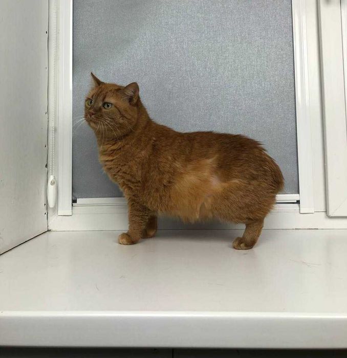 Симпатичная толстушка кошечка Паляничка, особенная кошечка!