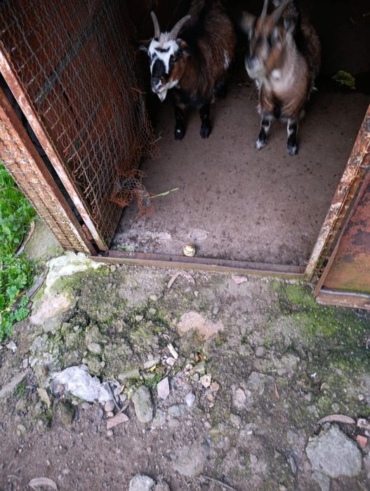 Vendo Cabras anãs avintes