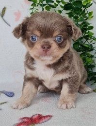Bebe chihuahua mini olho azul