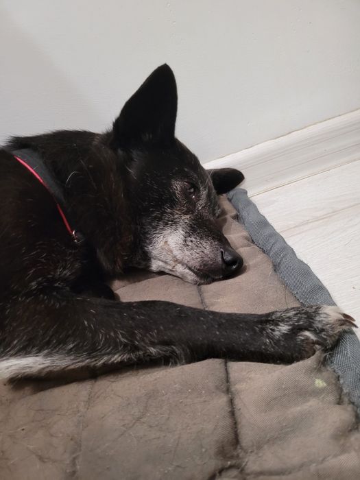 Krysia psiak ideał szuka domu