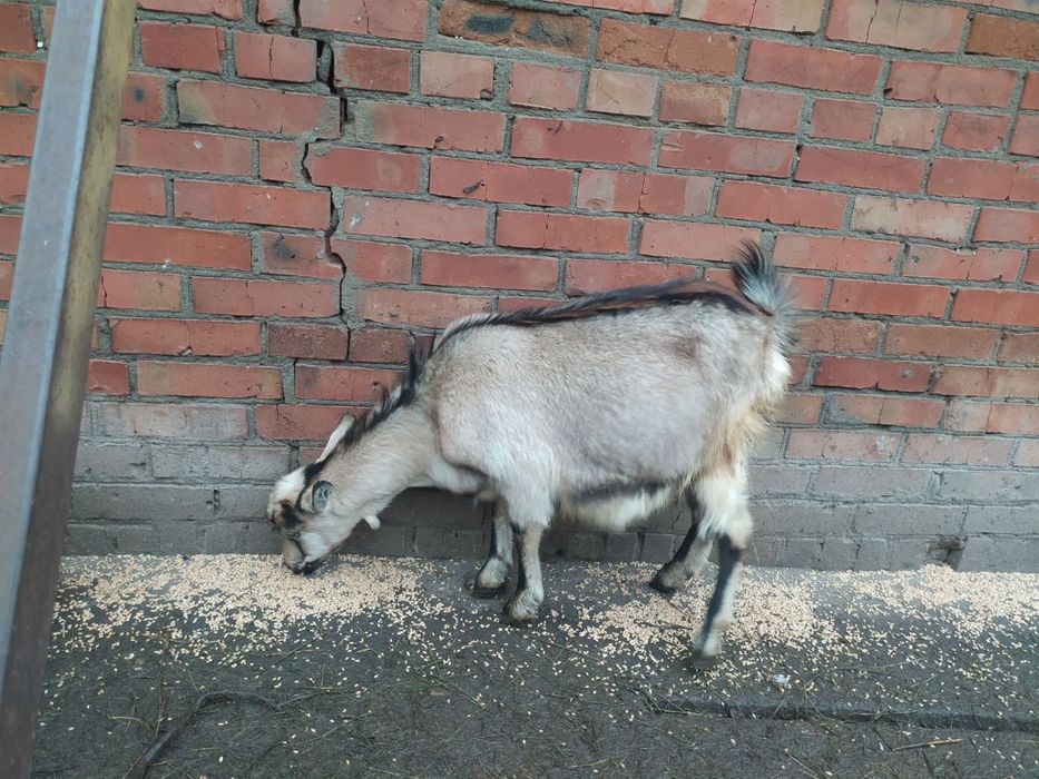 Продається козочка, первістка, з козенятами.