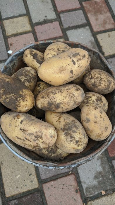 Продам картоплю Винета, Гренада