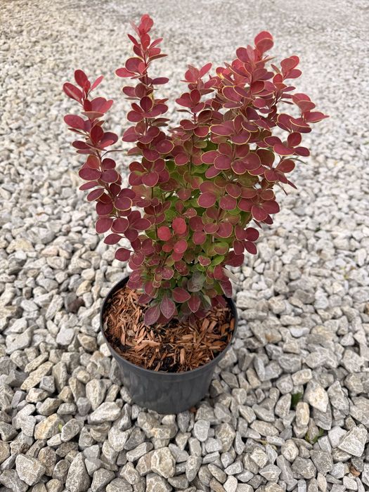 Berberys Orange Sunrise  Doniczka C3  Wysokość 20-40 cm