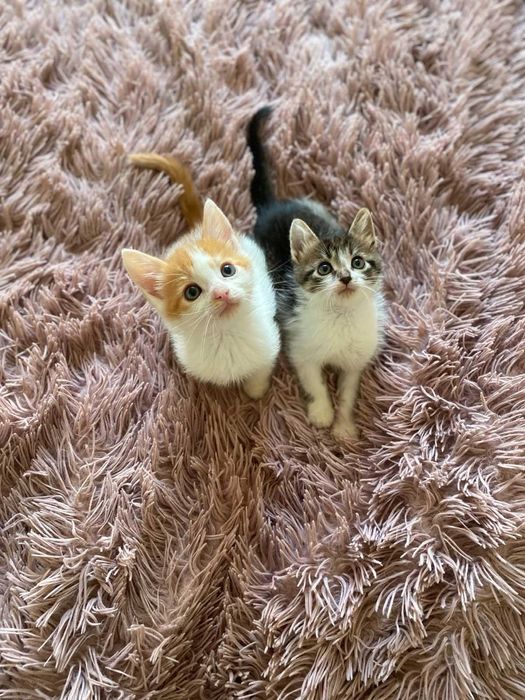 Кошенята-хлопчики шукають домівку