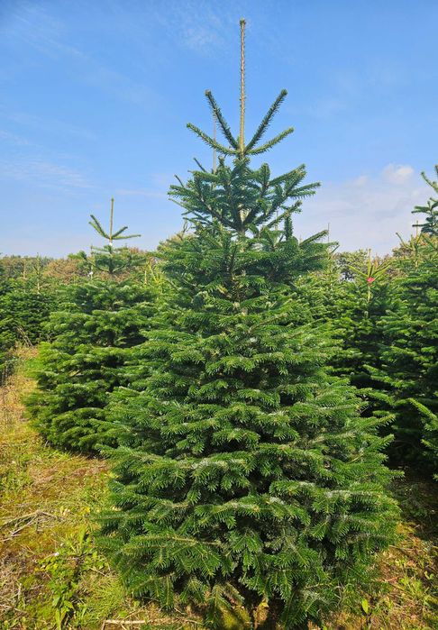 Świeża Jodła Kaukaska 250 cm