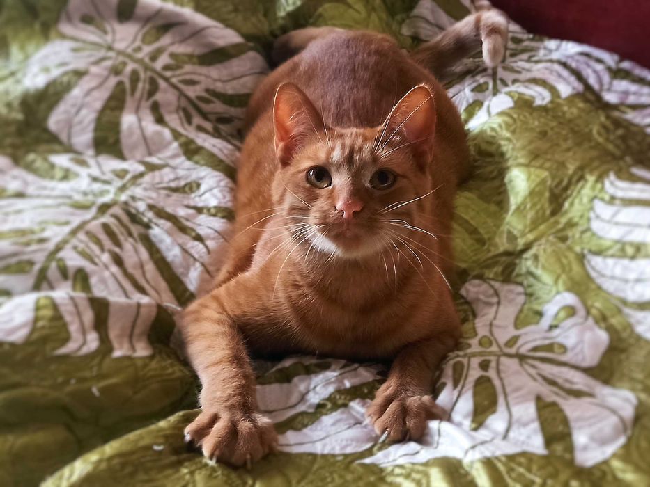 Неймовірний добродушний розумний кіт Денні кастрований