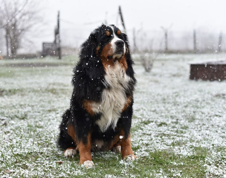 Бернський зенненхунд кобель В'язка